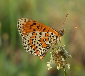 Nymphalidae-Nymphalinae-Melitaeini-Melitaea didyma, Gagnières, DSC_0887a