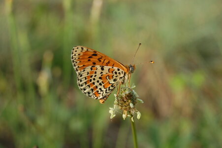Nymphalidae-Nymphalinae-Melitaeini-Melitaea didyma, Gagnières, DSC_0888
