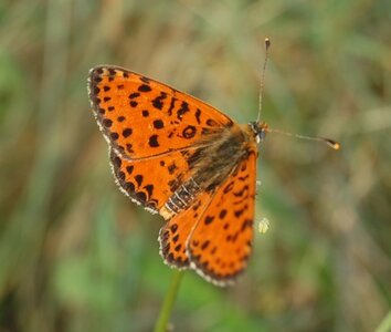 Nymphalidae-Nymphalinae-Melitaeini-Melitaea didyma, Gagnières, DSC_0889a