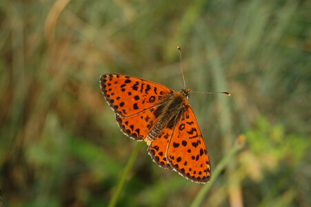 Nymphalidae-Nymphalinae-Melitaeini-Melitaea didyma, Gagnières, DSC_0891