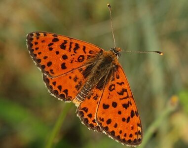 Nymphalidae-Nymphalinae-Melitaeini-Melitaea didyma, Gagnières, DSC_0891a