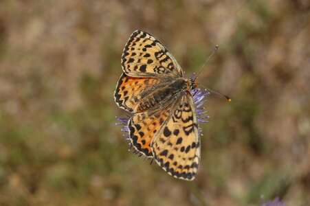 Nymphalidae-Nymphalinae-Melitaeini-Melitaea didyma, Gagnières, DSC_0978