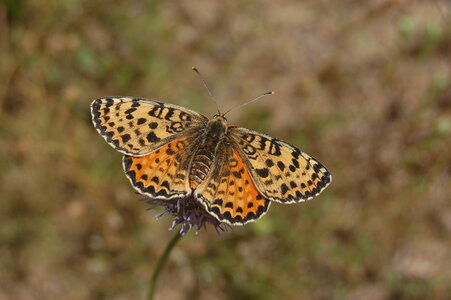 Nymphalidae-Nymphalinae-Melitaeini-Melitaea didyma, Gagnières, DSC_0983