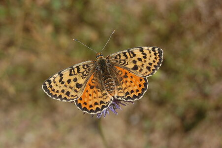 Nymphalidae-Nymphalinae-Melitaeini-Melitaea didyma, Gagnières, DSC_0986