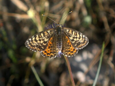 Nymphalidae-Nymphalinae-Melitaeini-Melitaea didyma, Gagnières, IMG_3446