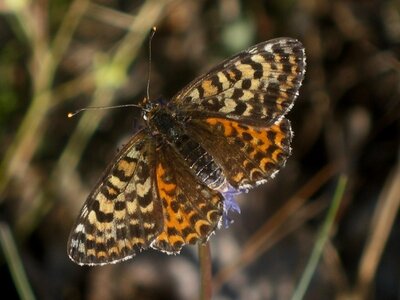 Nymphalidae-Nymphalinae-Melitaeini-Melitaea didyma, Gagnières, IMG_3448