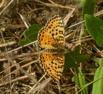 Nymphalidae-Nymphalinae-Melitaeini-Melitaea didyma, Gagnières, IMG_3691