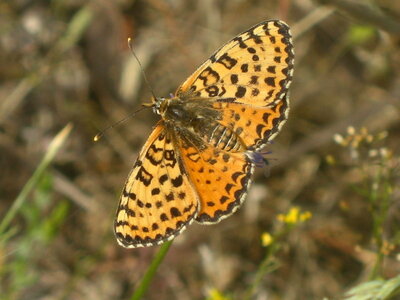 Nymphalidae-Nymphalinae-Melitaeini-Melitaea didyma, Gagnières, IMG_3711
