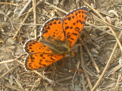 Nymphalidae-Nymphalinae-Melitaeini-Melitaea didyma, Gagnières, IMG_3714