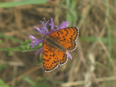 Nymphalidae-Nymphalinae-Melitaeini-Melitaea didyma, Gagnières, IMG_3732