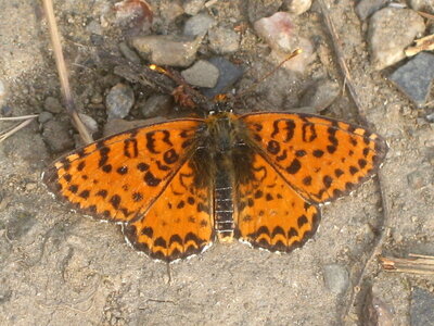 Nymphalidae-Nymphalinae-Melitaeini-Melitaea didyma, Gagnières, IMG_3742