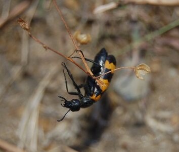 Coléo-Meloidae-Mylabris polymorpha, 000057a