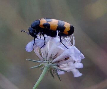 Coléo-Meloidae-Mylabris polymorpha, 000058a