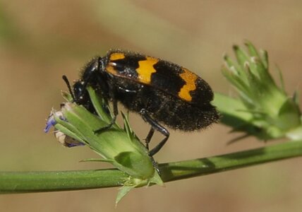 Coléo-Meloidae-Mylabris polymorpha, 000452a