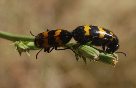 Coléo-Meloidae-Mylabris polymorpha, 000453a