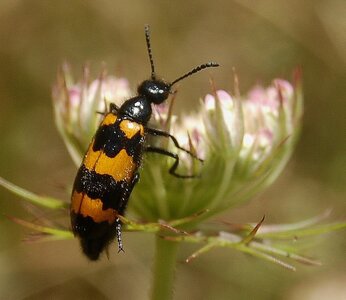 Coléo-Meloidae-Mylabris polymorpha, A000443a