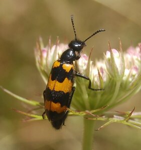 Coléo-Meloidae-Mylabris polymorpha, A000444a