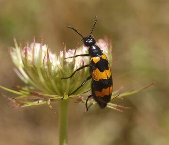 Coléo-Meloidae-Mylabris polymorpha, A000447a