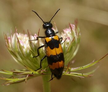 Coléo-Meloidae-Mylabris polymorpha, A000451a