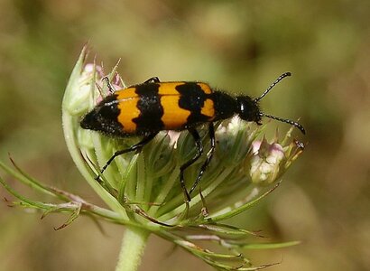Coléo-Meloidae-Mylabris polymorpha, A000461a