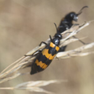 Coléo-Meloidae-Mylabris polymorpha, DSC_0014 - Copie
