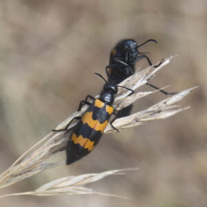 Coléo-Meloidae-Mylabris polymorpha, DSC_0015 - Copie - Copie
