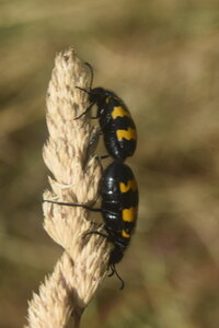 Coléo-Meloidae-Mylabris polymorpha, DSC_0016 - Copie