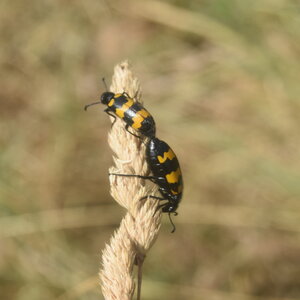 Coléo-Meloidae-Mylabris polymorpha, DSC_0017 - Copie