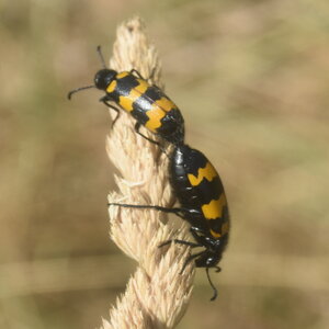 Coléo-Meloidae-Mylabris polymorpha, DSC_0018 - Copie - Copie