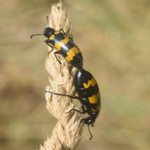 Coléo-Meloidae-Mylabris polymorpha, DSC_0019