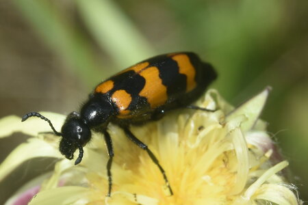 Coléo-Meloidae-Mylabris polymorpha, DSC_0093