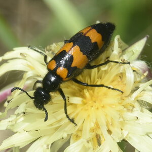 Coléo-Meloidae-Mylabris polymorpha, DSC_0094