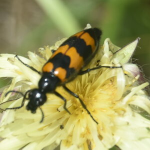 Coléo-Meloidae-Mylabris polymorpha, DSC_0095