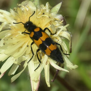 Coléo-Meloidae-Mylabris polymorpha, DSC_0097