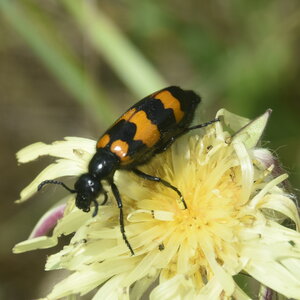 Coléo-Meloidae-Mylabris polymorpha, DSC_0101