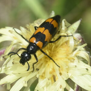 Coléo-Meloidae-Mylabris polymorpha, DSC_0103