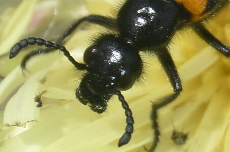 Coléo-Meloidae-Mylabris polymorpha, DSC_0104