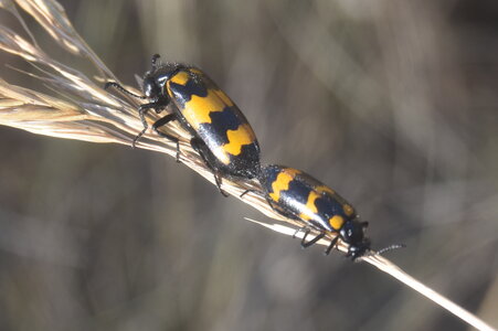 Coléo-Meloidae-Mylabris polymorpha, DSC_0367 - Copie
