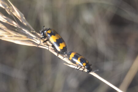 Coléo-Meloidae-Mylabris polymorpha, DSC_0368