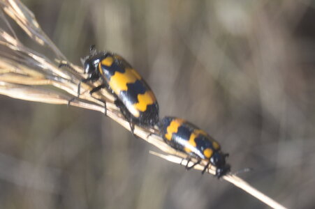 Coléo-Meloidae-Mylabris polymorpha, DSC_0369