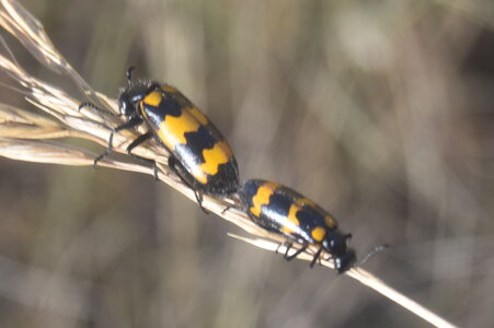 Coléo-Meloidae-Mylabris polymorpha, DSC_0370