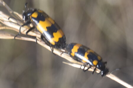 Coléo-Meloidae-Mylabris polymorpha, DSC_0371