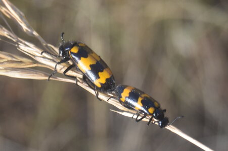 Coléo-Meloidae-Mylabris polymorpha, DSC_0372