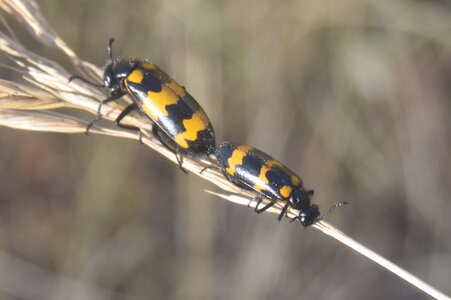 Coléo-Meloidae-Mylabris polymorpha, DSC_0373