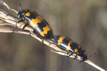Coléo-Meloidae-Mylabris polymorpha, DSC_0375