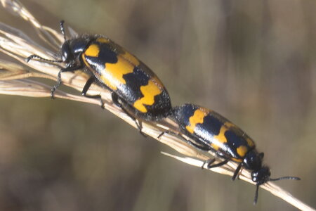 Coléo-Meloidae-Mylabris polymorpha, DSC_0401