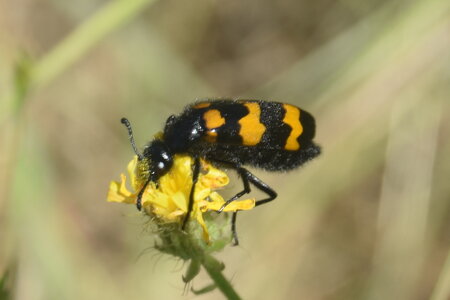 Coléo-Meloidae-Mylabris polymorpha, DSC_0559