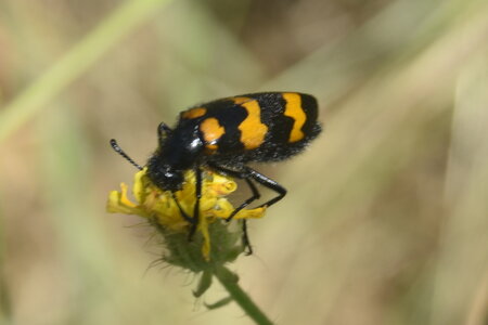 Coléo-Meloidae-Mylabris polymorpha, DSC_0562