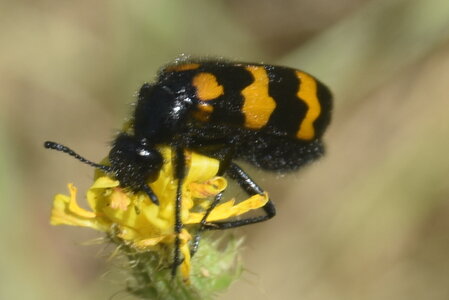 Coléo-Meloidae-Mylabris polymorpha, DSC_0563