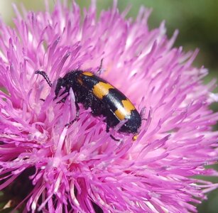 Coléo-Meloidae-Mylabris polymorpha, DSC_0808a
